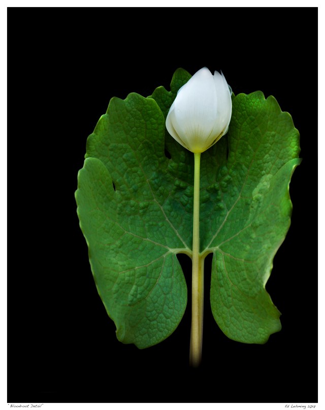 “Bloodroot Detail”