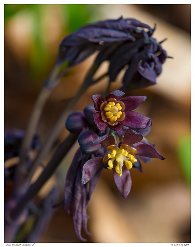 “Blue Cohosh Blossoms”