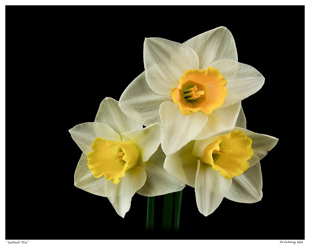 “Daffodil Trio”