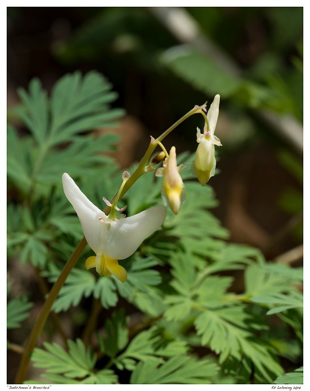 “Dutchman’s Breeches”