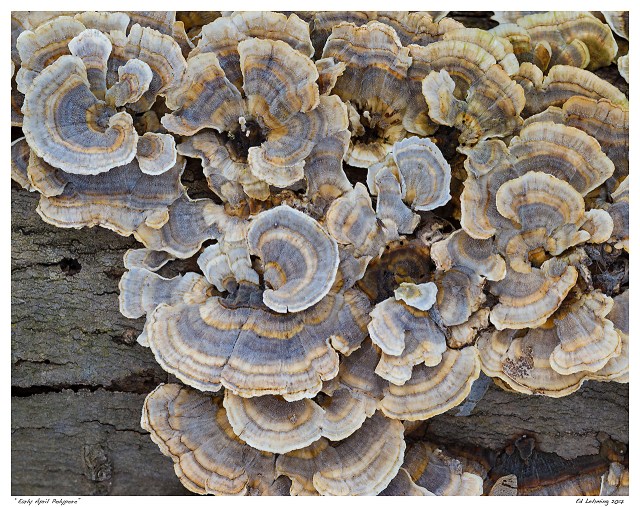 “Early April Polypore”
