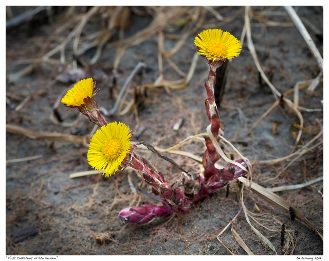 “First Coltsfoot of the Season”
