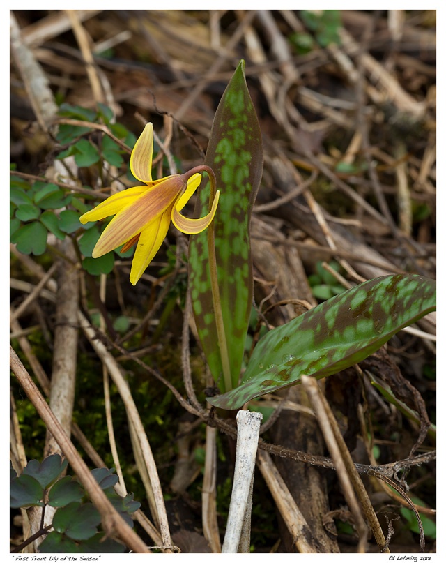 “First Trout Lily of the Season”