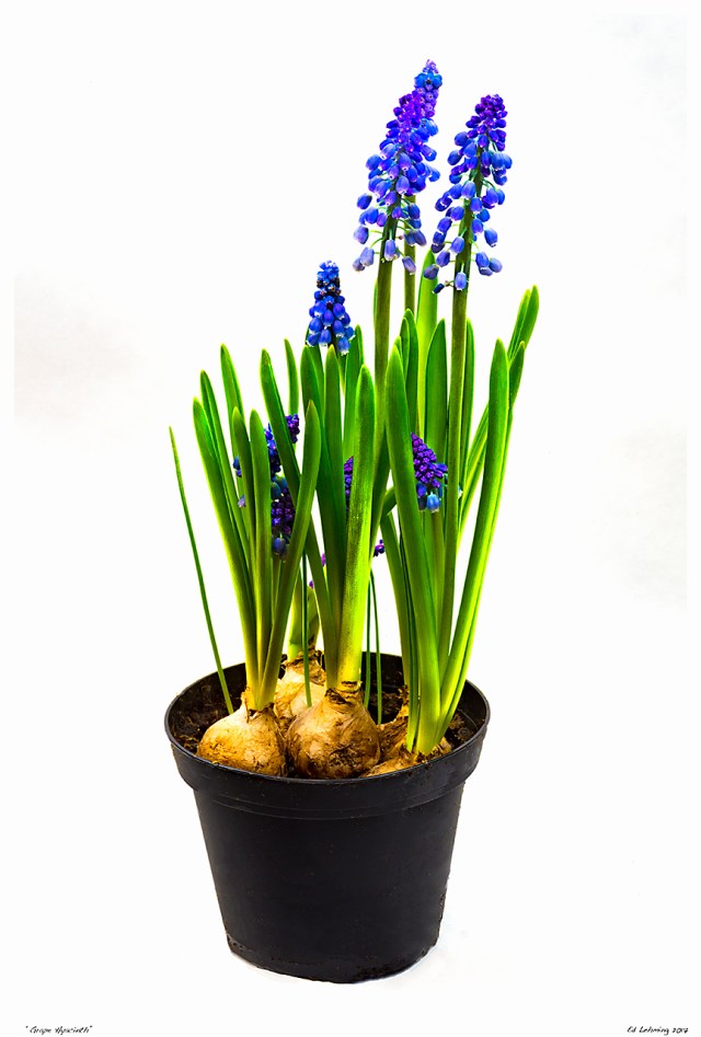 “Grape Hyacinth”