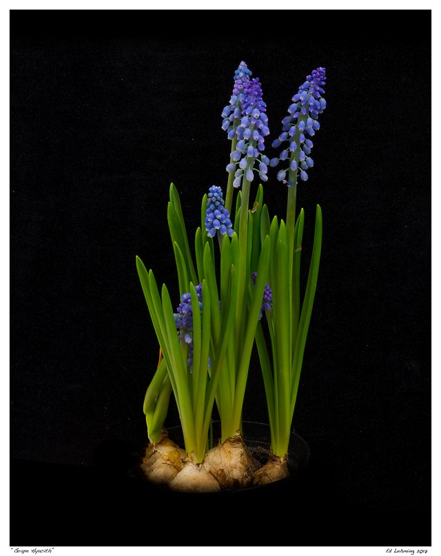 “Grape Hyacith”