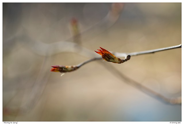 “Reaching for Spring”