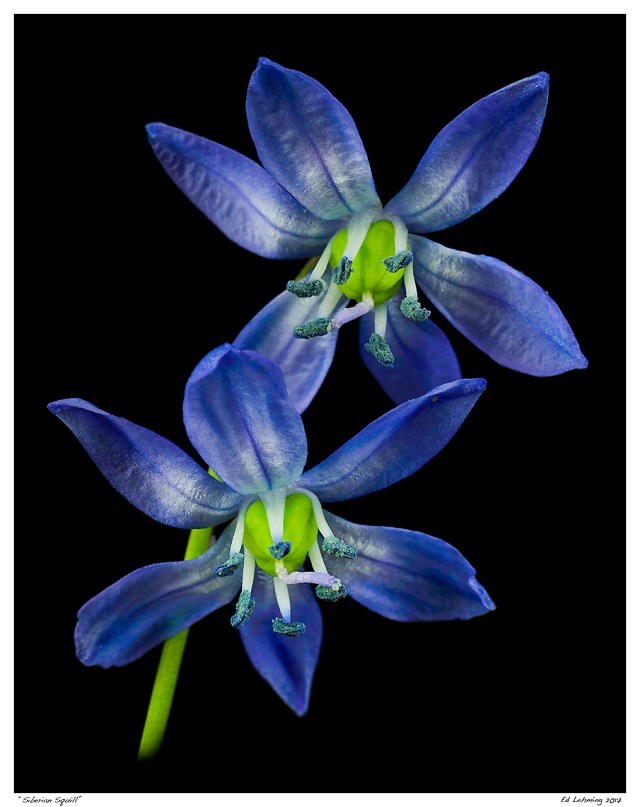 “Siberian Squill”