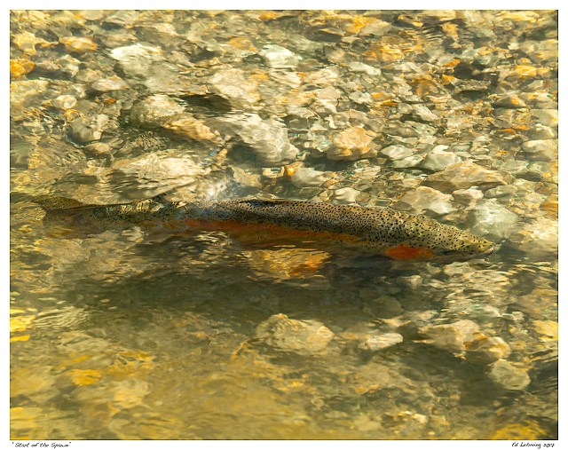 “Start of the Spawn”