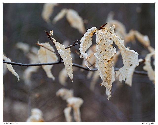 “Tattered Remains”