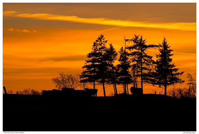 “Till the Cows Come Home”