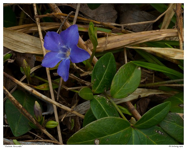 “Trailside Periwinkle”