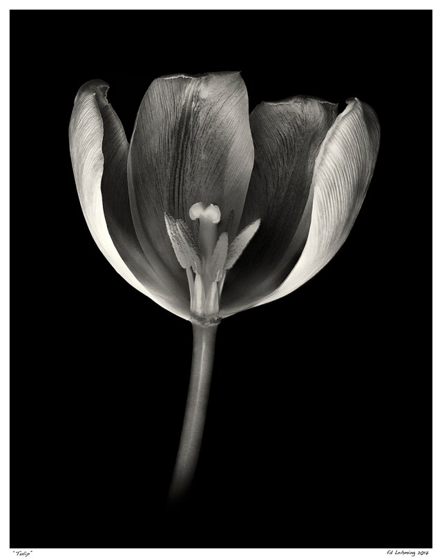 “Tulip”