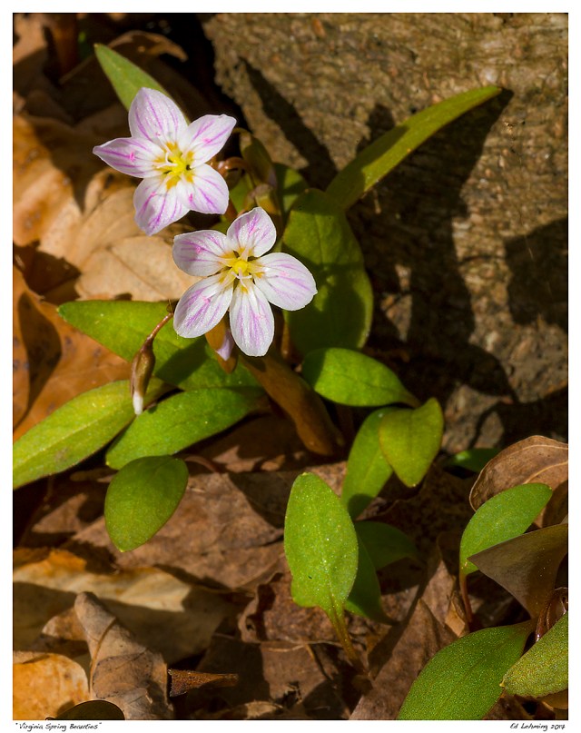 “Virginia Spring Beauties”