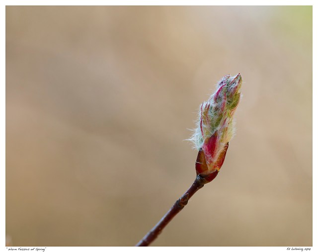 “Warm Fuzzies of Spring”
