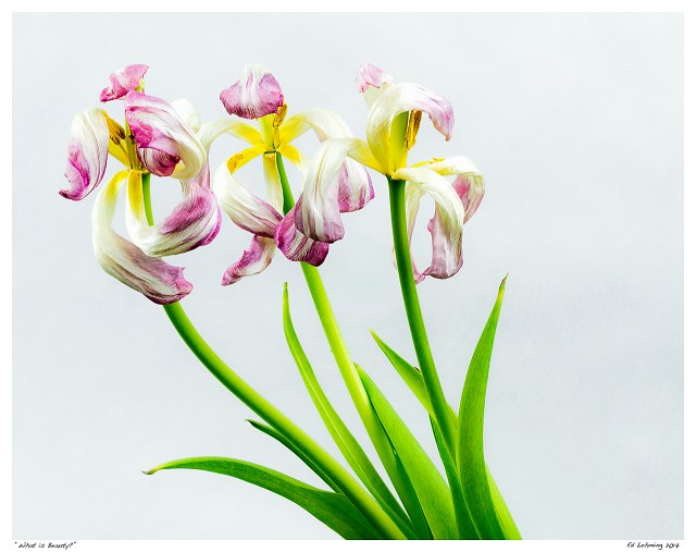 “What is Beauty?”