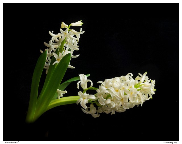 “White Hyacinth”