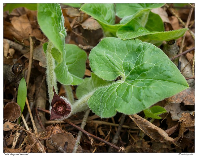 “Wild Ginger and Blossom”