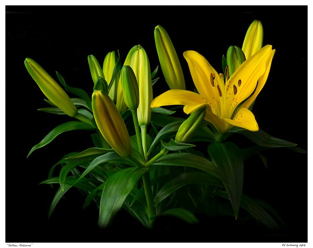 “Yellow Returns”