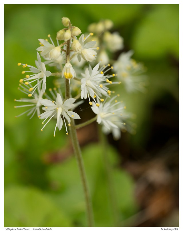 “Allegheny Foamflower - Tiarella cordifolia”