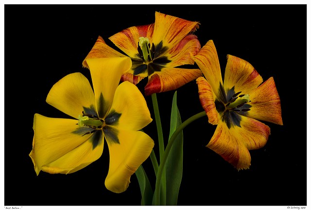 “Best Before...”