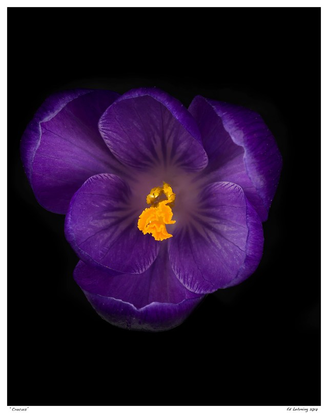 “Crocus”
