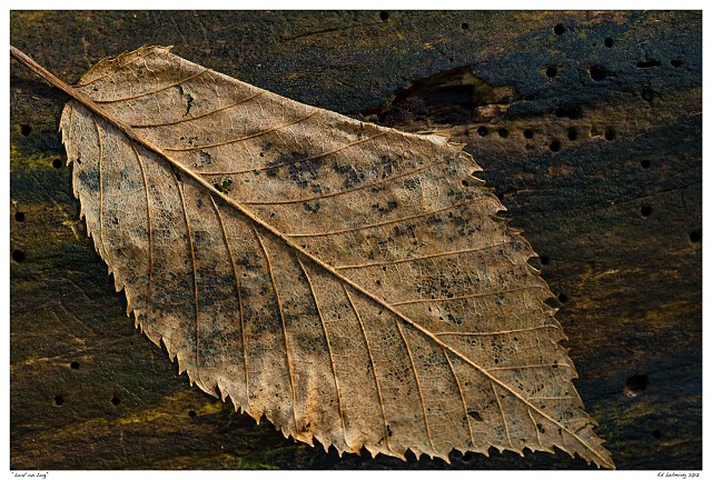 “Leaf on Log”