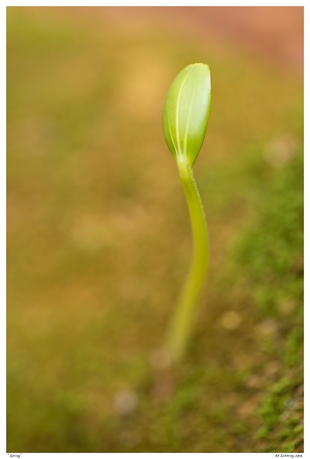 “Spring”