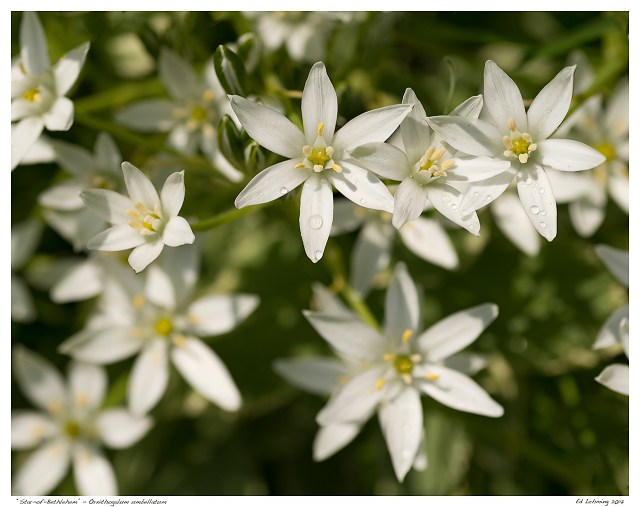 “Star-of-Bethlehem” - Ornithogalum umbellatum