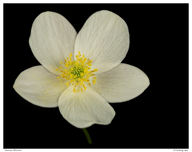 “Anemone Blossom”