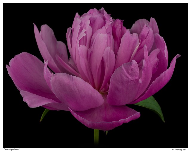 “Bursting Forth”