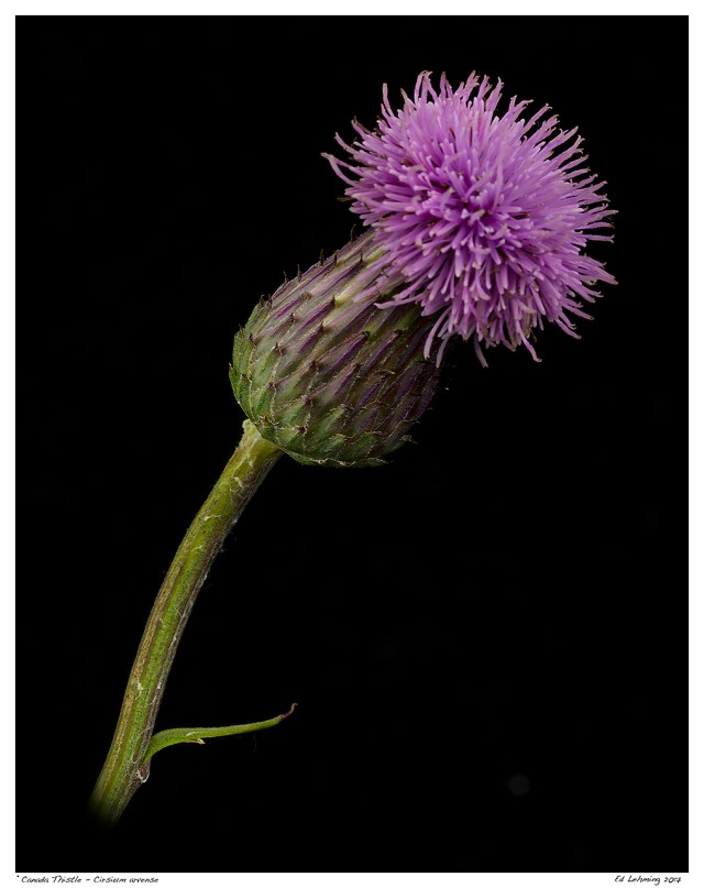 “Canada Thistle - Cirsium arvense