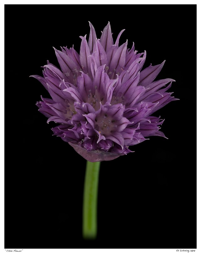 “Chive Flower”