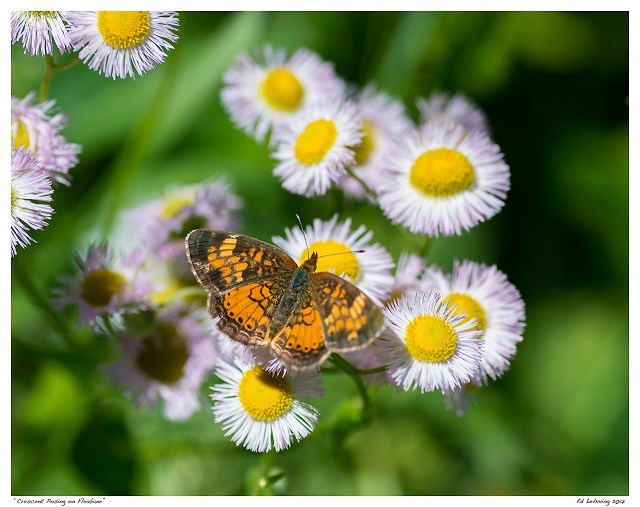 “Crescent Posing on Fleabane”