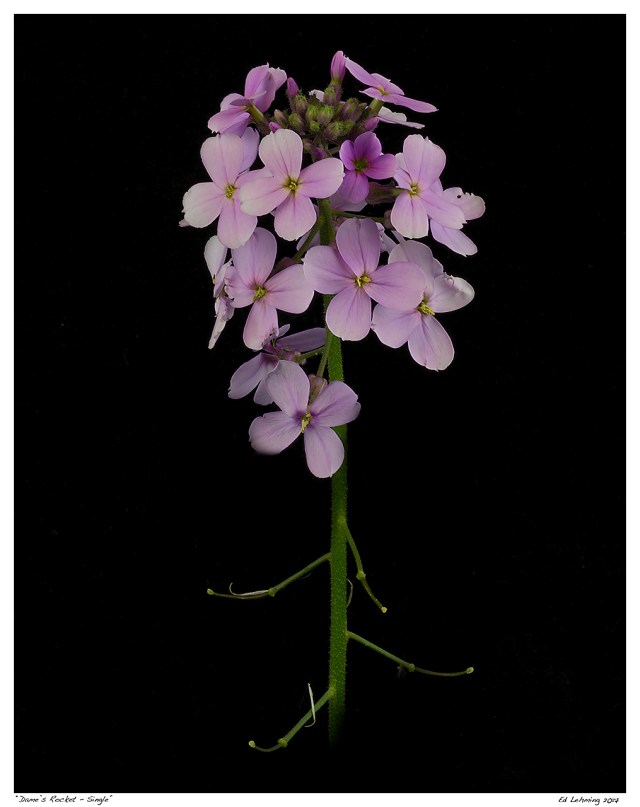 “Dame’s Rocket - Single"