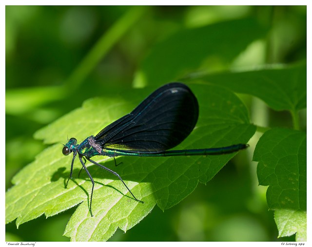 “Emerald Jewelwing”
