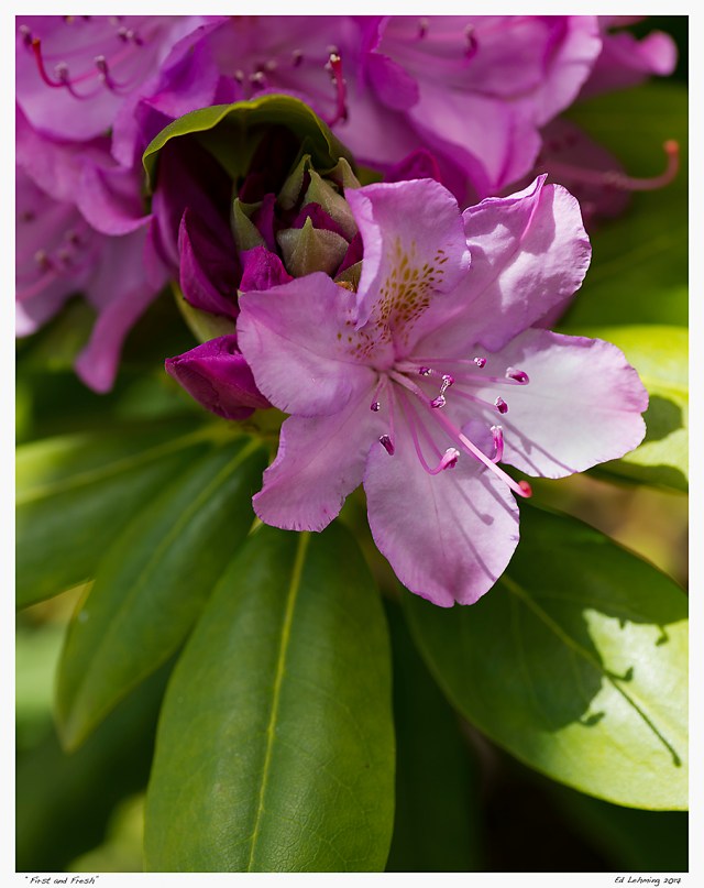 “First and Fresh”