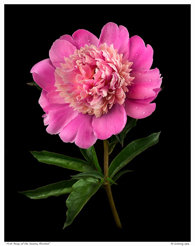 “First Peony of the Season, Revisited”