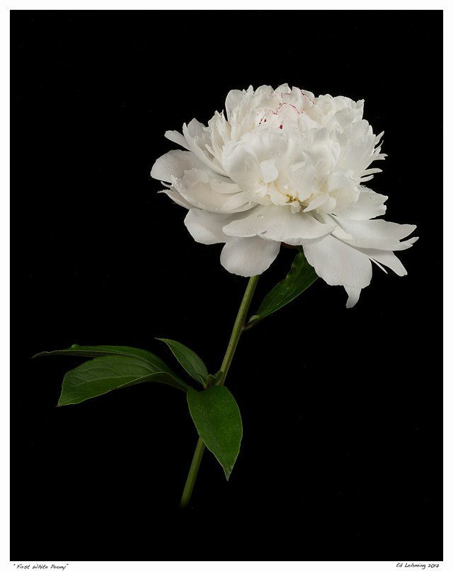 “First White Peony”