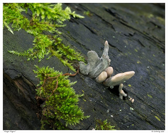 “Fungal Fingers”