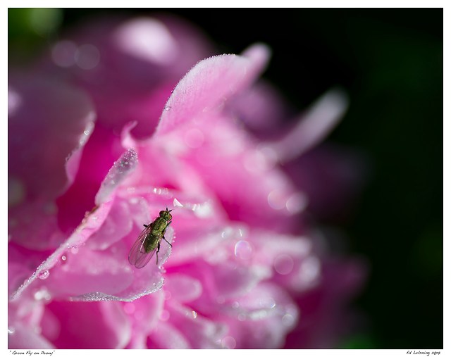 “Green Fly on Peony”
