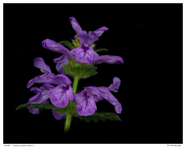 “Henbit ”- Lamium amplexicaule L.