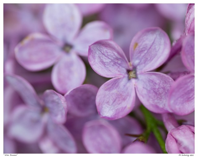 “Lilac Dreams”