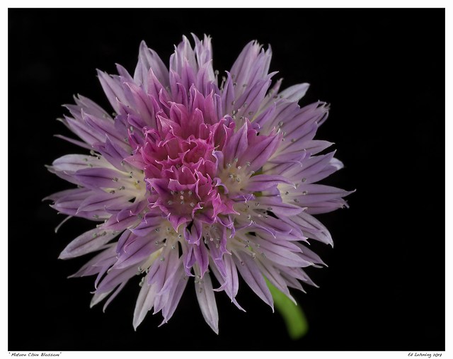 “Mature Chive Blossom”