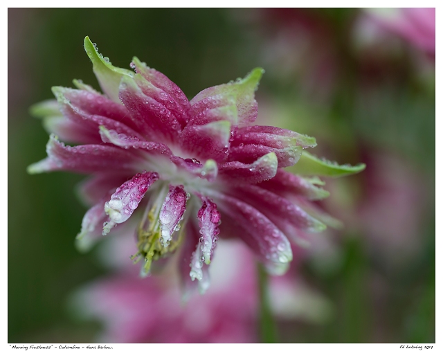 “Morning Freshness” - Columbine - Nora Barlow.