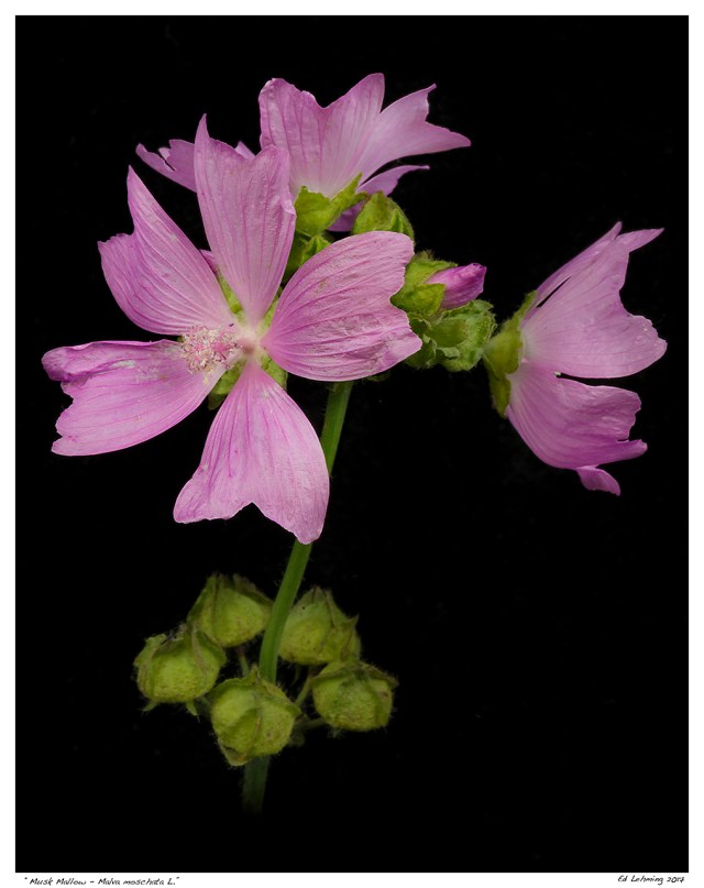 “Musk Mallow - Malva moschata L.”