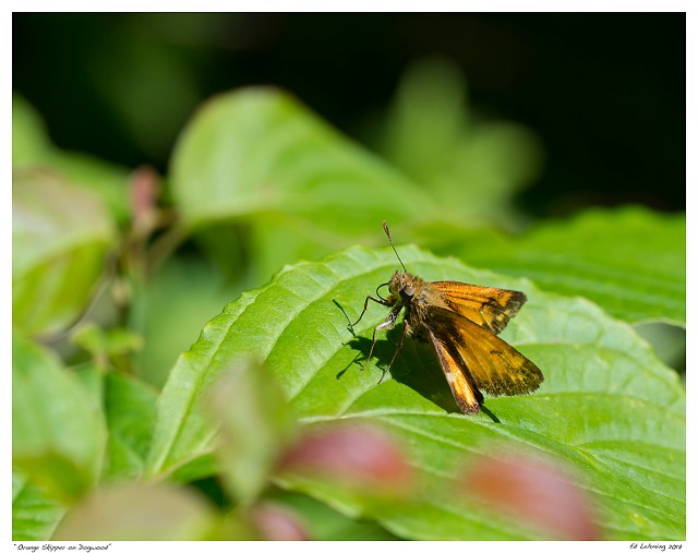 “Orange Skipper on Dogwood”