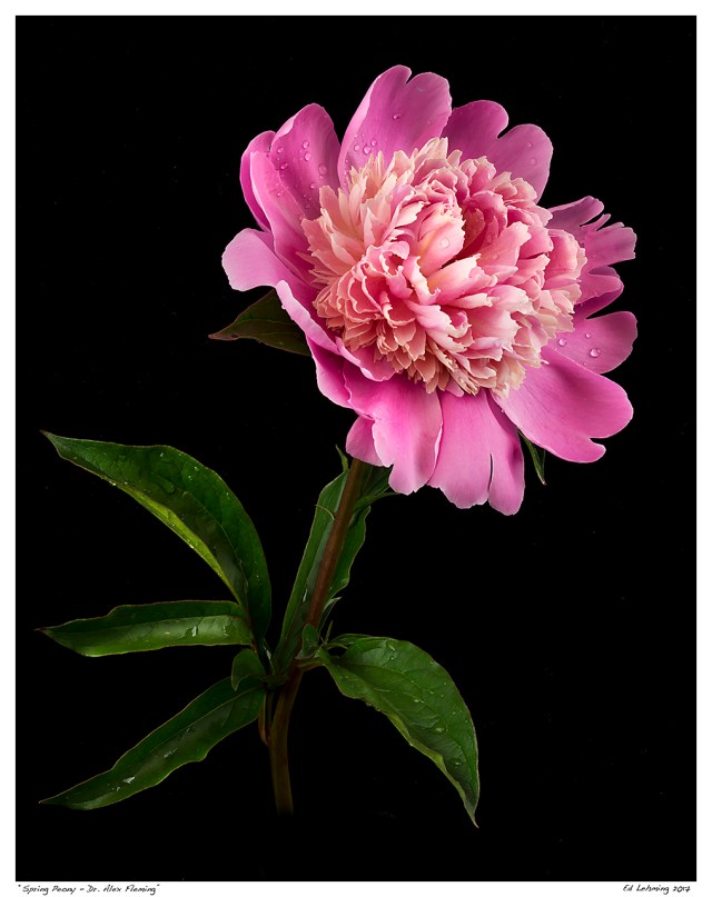 “Spring Peony - Dr. Alex Fleming”