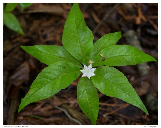 “Starflower - trientalis borealis”