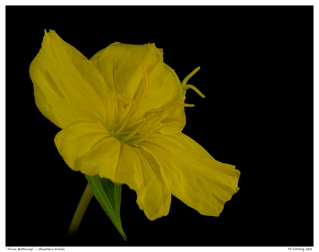 “Texas Buttercup” - Oenethera triloba