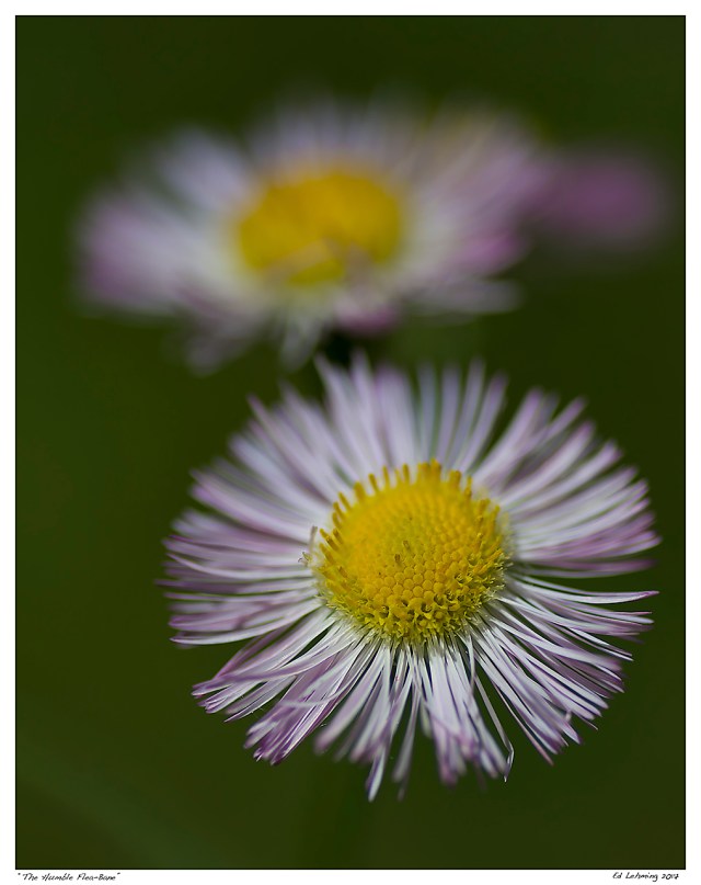 “The Humble Flea-Bane”